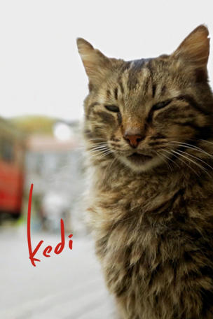 Kedi